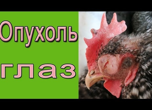 Заболевания глаз у кур и их лечение