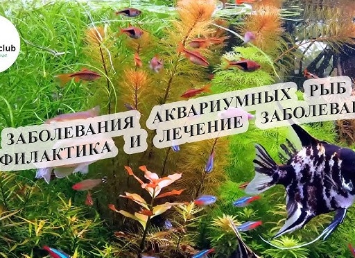 Болезни аквариумных гуппи и их лечение