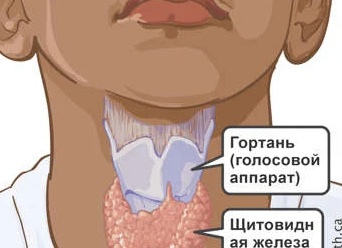Признаки того, что ваша щитовидная железа работает неправильно
