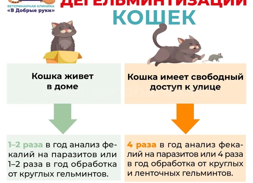 ГЛИСТЫ У КОШЕК, ПРИЧИНЫ, СИМПТОМЫ, ЛЕЧЕНИЕ