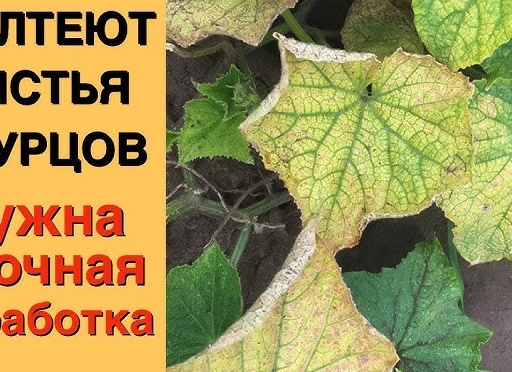Болезни огурцов и их лечение народными средствами