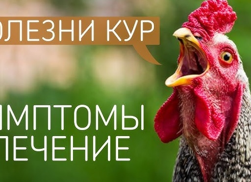 Болезни кур – симптомы и лечение, фото и видео
